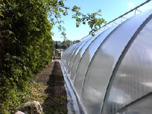 ROVX249 V&auml;xthusfolie spillbitar till specialpris  6,5x7 m inkl emballage 