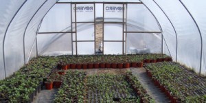 B&aring;gv&auml;xthus Scandi 6x6meter med 1st skjutd&ouml;rr i b&aring;da gavlarna